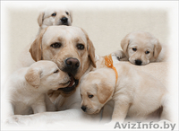 Щенки породы лабрадор ретривер палевого окраса с родословной. - Изображение #2, Объявление #256908