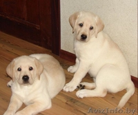 Щенки породы лабрадор ретривер палевого окраса с родословной. - Изображение #3, Объявление #256908
