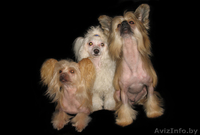 Китайска Хохлатая собачка щенки - Изображение #6, Объявление #266113