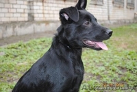 Щенок в хорошие руки. Девочка Альма. Черного окраса. Возраст: 4 месяца - Изображение #1, Объявление #255812