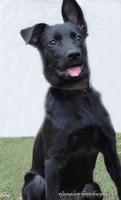 Щенок в дар. Девочка. Черного окраса. Похожа на овчарочку. Возраст: 3 месяца  - Изображение #2, Объявление #252821