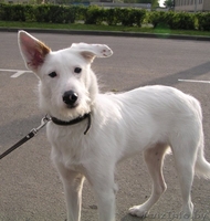 Бари - гламурный блондин!!))) - Изображение #2, Объявление #278857