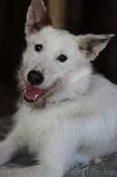 Бари - гламурный блондин!!))) - Изображение #3, Объявление #278857