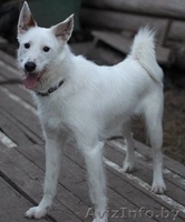 Бари - гламурный блондин!!))) - Изображение #1, Объявление #278857