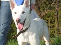 Активный красавчик Бим (чуть меньше года) в добрые руки - Изображение #1, Объявление #257480