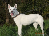 Активный красавчик Бим (чуть меньше года) в добрые руки - Изображение #2, Объявление #257480