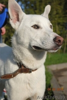 Активный красавчик Бим (чуть меньше года) в добрые руки - Изображение #4, Объявление #257480