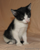 Котята-красотуны в добрые руки - Изображение #1, Объявление #274211