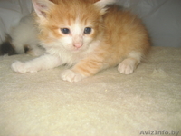 котята милые, забавные, красивые. - Изображение #1, Объявление #276626