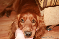 Метис английского кокера в дар! - Изображение #1, Объявление #278888