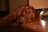 Метис английского кокера в дар! - Изображение #2, Объявление #278888