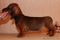 Питомник Дварвен Вилич предлагает щенков карликовой таксы . - Изображение #2, Объявление #263019