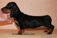 Питомник Дварвен Вилич предлагает щенков карликовой таксы . - Изображение #1, Объявление #263019