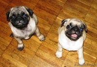 Щенки Мопса ПРОДАЮТСЯ - Изображение #4, Объявление #279430