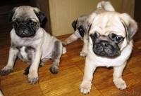 Щенки Мопса ПРОДАЮТСЯ - Изображение #2, Объявление #279430