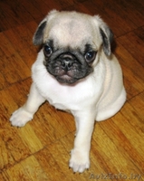 Щенки Мопса ПРОДАЮТСЯ - Изображение #3, Объявление #279430