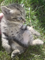 Добрые котята!!! - Изображение #1, Объявление #266071