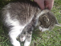 Добрые котята!!! - Изображение #2, Объявление #266071