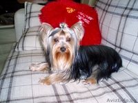 продаются щенки йорка  - Изображение #4, Объявление #278427