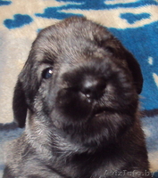 щенки миттельшнауцера окраса перец с солью - Изображение #1, Объявление #263030