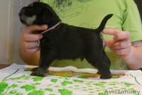 щеночки-цвержатки - Изображение #3, Объявление #52306