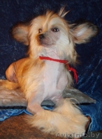 Китайска Хохлатая собачка щенки - Изображение #4, Объявление #266113