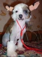 Китайска Хохлатая собачка щенки - Изображение #5, Объявление #266113