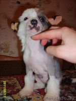 Китайска Хохлатая собачка щенки - Изображение #3, Объявление #266113