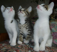Чудесные котята в хорошие руки! - Изображение #2, Объявление #255926