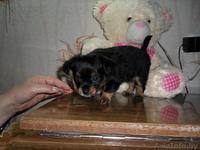 той-терьера щенка - Изображение #2, Объявление #266572