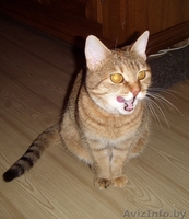 Кошечку оставил хозяин уехав в Россию на ПМЖ. - Изображение #2, Объявление #249079
