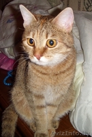 Кошечку оставил хозяин уехав в Россию на ПМЖ. - Изображение #1, Объявление #249079