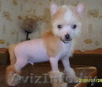 Китайска Хохлатая собачка щенки - Изображение #7, Объявление #266113