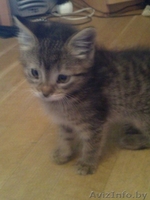 Отдам котенка в добрые руки! - Изображение #1, Объявление #270455