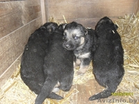 Щенки немецкой овчарки,для охраны - Изображение #1, Объявление #263926