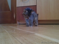 Отдам котенка в добрые руки! - Изображение #2, Объявление #270455