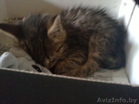 Отдам котенка в добрые руки! - Изображение #3, Объявление #270455