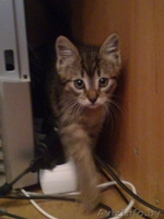 Отдам котенка в добрые руки! - Изображение #4, Объявление #270455