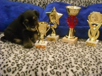 щеночки-цвержатки - Изображение #2, Объявление #52306