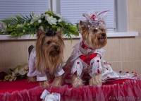   Красивый кобель йоркширского терьера приглашает невест на вязку. - Изображение #1, Объявление #297386