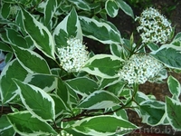 Декоративные кустарники - Изображение #2, Объявление #299301