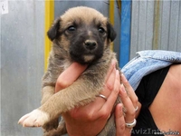 Забирая одного из них - ты сохраняешь жизнь! - Изображение #2, Объявление #303049