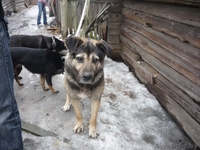 Невероятно красивый слепой пес просит Вас о помощи!!!! - Изображение #2, Объявление #300759