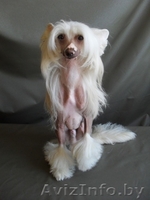 китайская хохлатая собака Вязка - Изображение #1, Объявление #282091