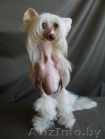 китайская хохлатая собака Вязка - Изображение #3, Объявление #282091