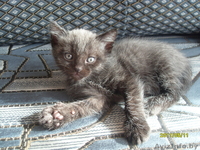 Котенок ищет семью - Изображение #1, Объявление #291203