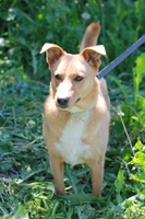 В дар! Собачка Ханка – ласковое рыжее солнышко. - Изображение #1, Объявление #303687