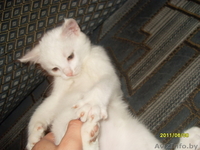 Котенок ищет семью - Изображение #2, Объявление #291203