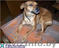 Собачка Машенька мечтает обрести дом!! - Изображение #2, Объявление #293682