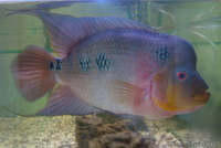 Аквариум 350 л б/у полный комплект - Изображение #4, Объявление #283847